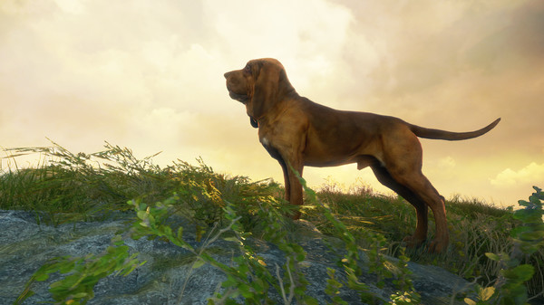 猎人：野性的呼唤dlc 寻血猎狗/theHunter: Call of the Wild™ - Bloodhound